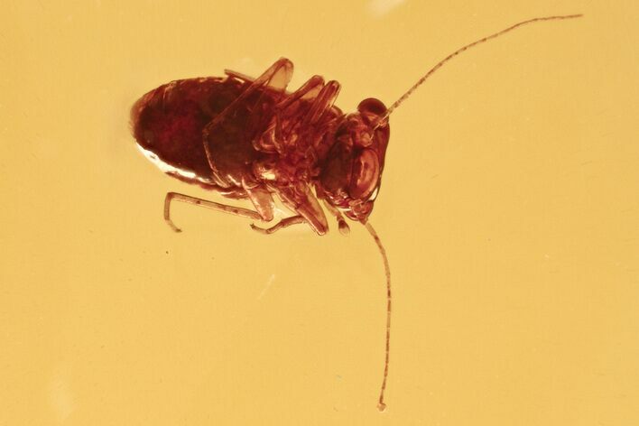 Detailed Fossil Barklouse Nymph (Psocoptera) In Baltic Amber #284644